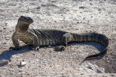 Namibia-Etosha-NP-Nilwaran