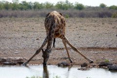 Namibia-Etosha-NP