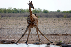 Namibia-Etosha-NP