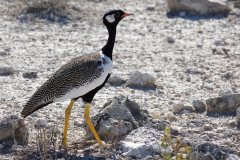 Namibia-Etosha-NP-Schwarzer-Korhan
