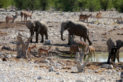 Namibia-Etosha-NP