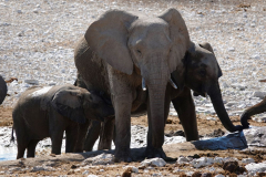 Namibia-Etosha-NP