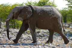 Namibia-Etosha-NP