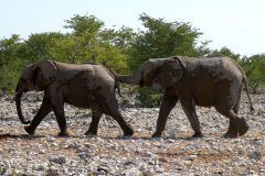 Namibia-Etosha-NP