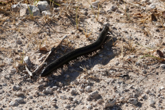 Namibia-Etosha-NP-Riesentausendfüßer