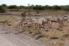 Namibia-Etosha-NP-Kudu-und-Springböcke