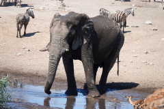 Namibia-Etosha-NP