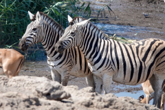 Namibia-Etosha-NP