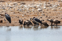 Namibia-Etosha-NP-Marabu-und-Geier