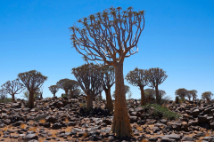 Namibia, Keetmanshoop, Köcherbaumwald