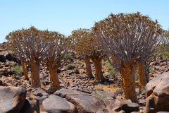 Namibia, Keetmanshoop, Köcherbaumwald