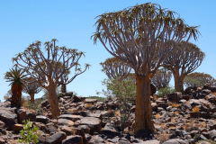 Namibia, Keetmanshoop, Köcherbaumwald