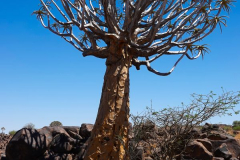 Namibia, Keetmanshoop, Köcherbaumwald