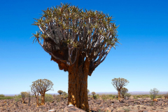 Namibia, Keetmanshoop, Köcherbaumwald
