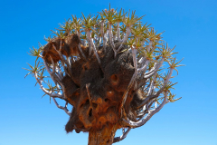 Namibia, Keetmanshoop, Köcherbaumwald