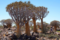 Namibia, Keetmanshoop, Köcherbaumwald