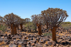 Namibia, Keetmanshoop, Köcherbaumwald