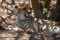 Namibia, Keetmanshoop, Gepard