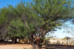 Namibia, Kalahari Wüste, Bitterwasser Lodge