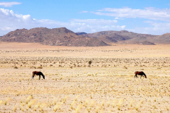 Namibia, Garub, Wüstenpferde