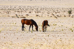 Namibia, Garub, Wüstenpferde