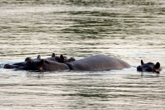 Namibia, Okavango Fluss, Flusspferde