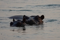 Namibia, Okavango Fluss, Flusspferde