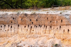 Namibia, Okavango Fluss, Bienenfresser-Nisthöhlen