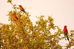 Namibia, Okavango Fluss, Bienenfresser
