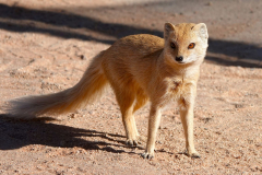Namibia, Solitaire, Erdmännchen