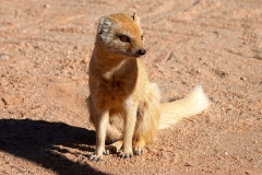 Namibia, Solitaire, Erdmännchen