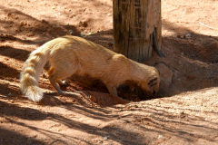 Namibia, Solitaire, Erdmännchen