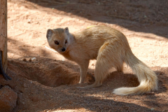 Namibia, Solitaire, Erdmännchen