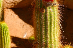 Namibia, Solitaire