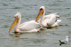 Namibia, Walvis Bay, Pelikane