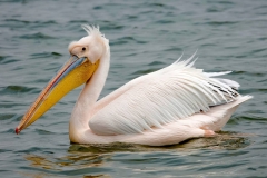 Namibia, Walvis Bay, Pelikan