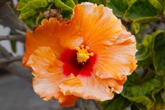 Namibia, Swakopmund, Hibiskusblüte