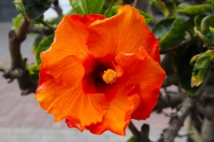 Namibia, Swakopmund, Hibiskusblüte