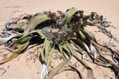 Namibia-Nationalpflanze-Welwitschia-Mirabilis