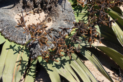 Namibia-Nationalpflanze-Welwitschia-Mirabilis