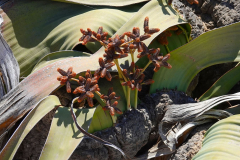Namibia-Nationalpflanze-Welwitschia-Mirabilis