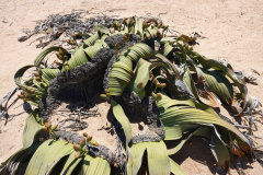 Namibia-Nationalpflanze-Welwitschia-Mirabilis