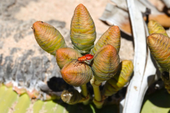 Namibia-Nationalpflanze-Welwitschia-Mirabilis-Welwitschie-Sechspunktwanze