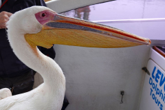 Namibia-Walvis-Bay-Pelikan-an-Bord