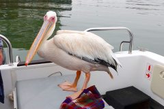 Namibia-Walvis-Bay-Pelikan-an-Bord