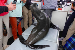 Namibia-Walvis-Bay-Robbe-an-Bord