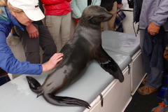 Namibia-Walvis-Bay-Robbe-an-Bord