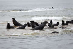 Namibia-Walvis-Bay-Robben
