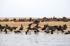 Namibia-Walvis-Bay-Robben