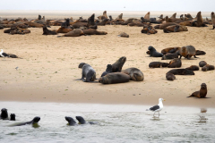 Namibia-Walvis-Bay-Robben